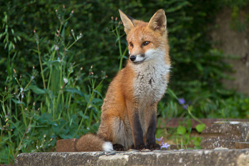 2706132606136690.jpg - Fox cub sitting in garden