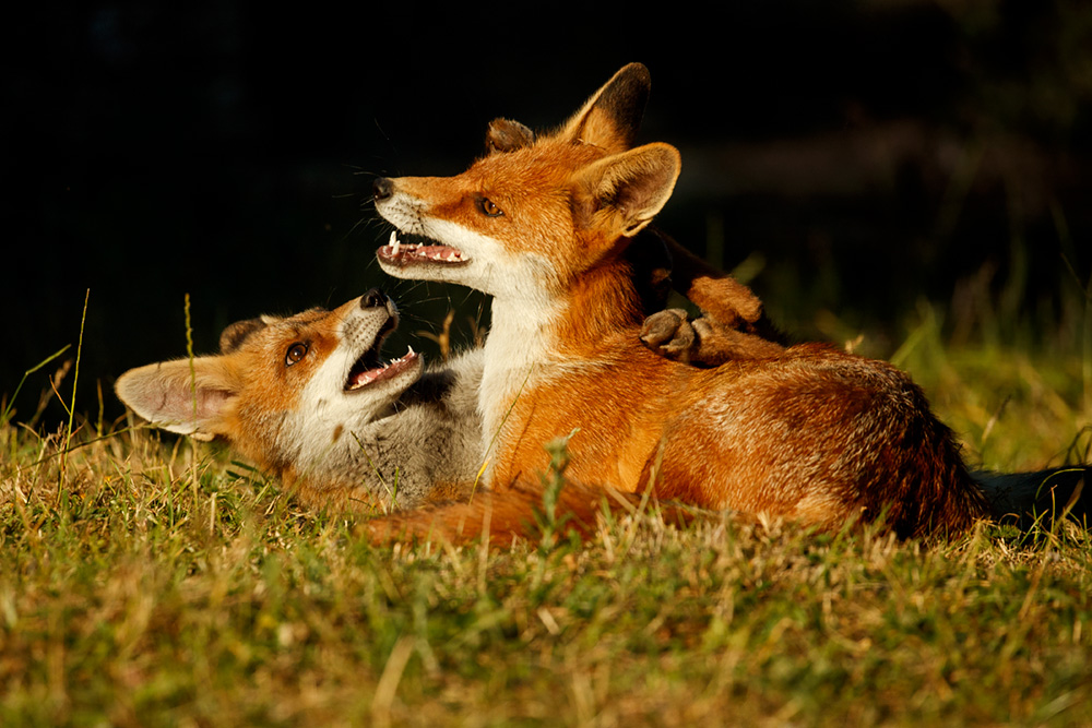2706182706189801.jpg - Pretty Vixen and Wolfie play-fighting