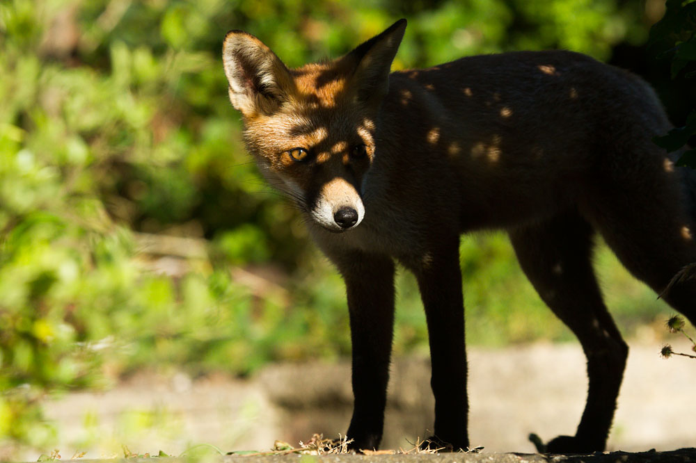 2707132407133397.jpg - Fox cub in a suburban garden