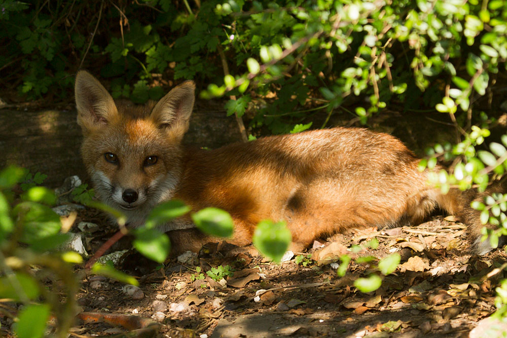 2709131107130427.jpg - Fox cub sheltering in the shade of a suburban garden