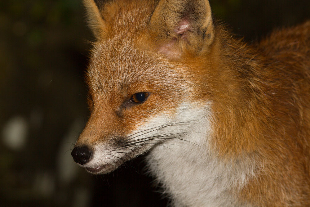 2710141902142409.jpg - Fox close-up