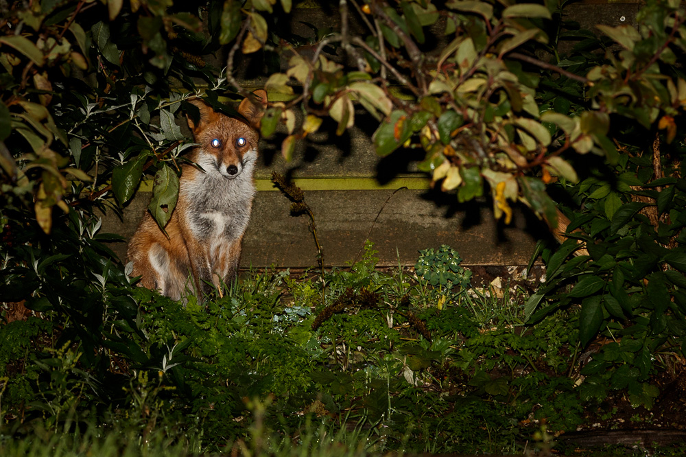 2710192710191549.jpg - Fox #3