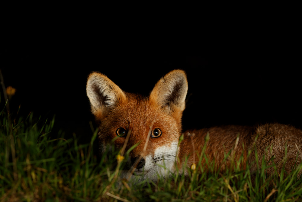 2710222510220127.jpg - White-Tip at night