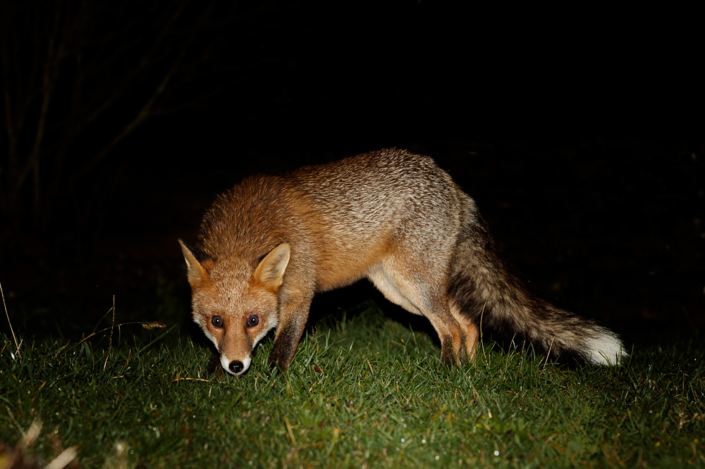 2711192611192250.jpg - The third fox
