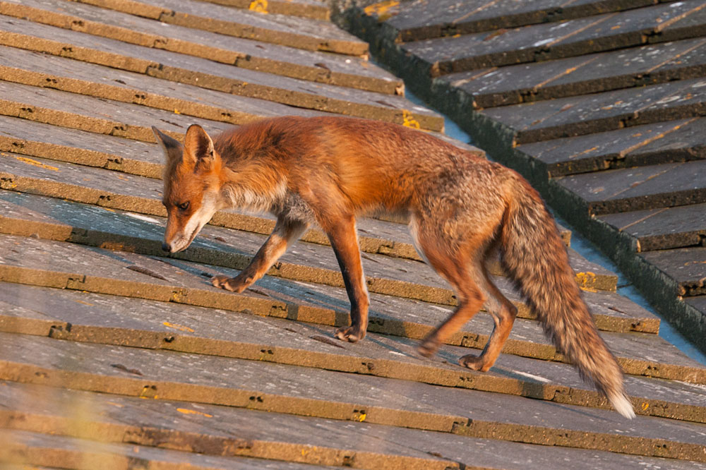 2801131004078956.jpg - Fox (Vulpes vulpes) climbing to the top of the roof of a house.
