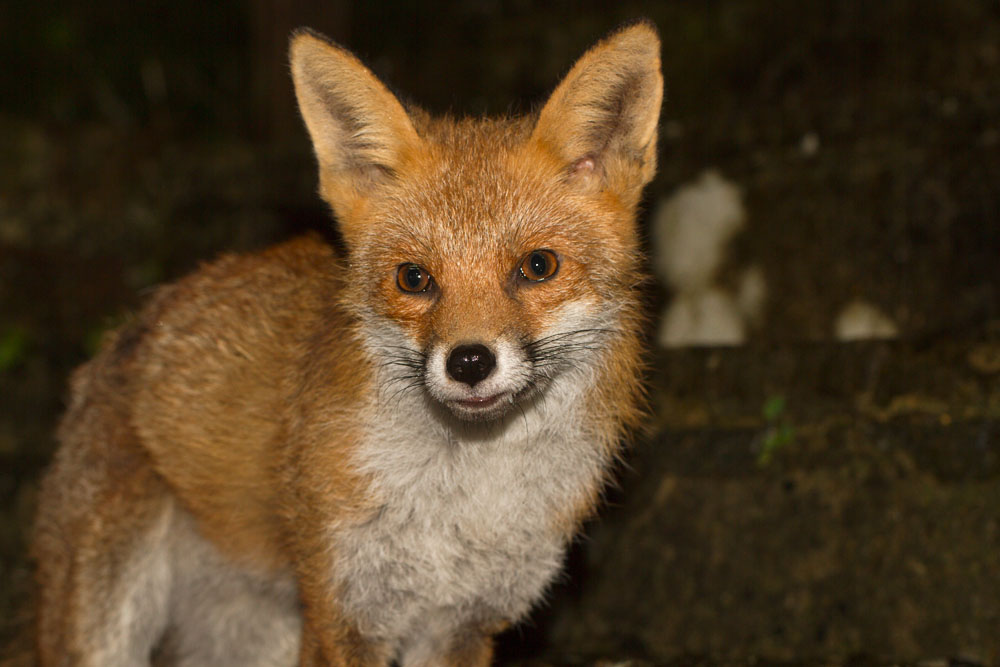2801152801148805.jpg - Fox portrait