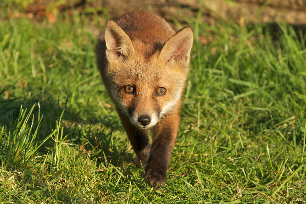 2801172505138318.jpg - Fox cub walking