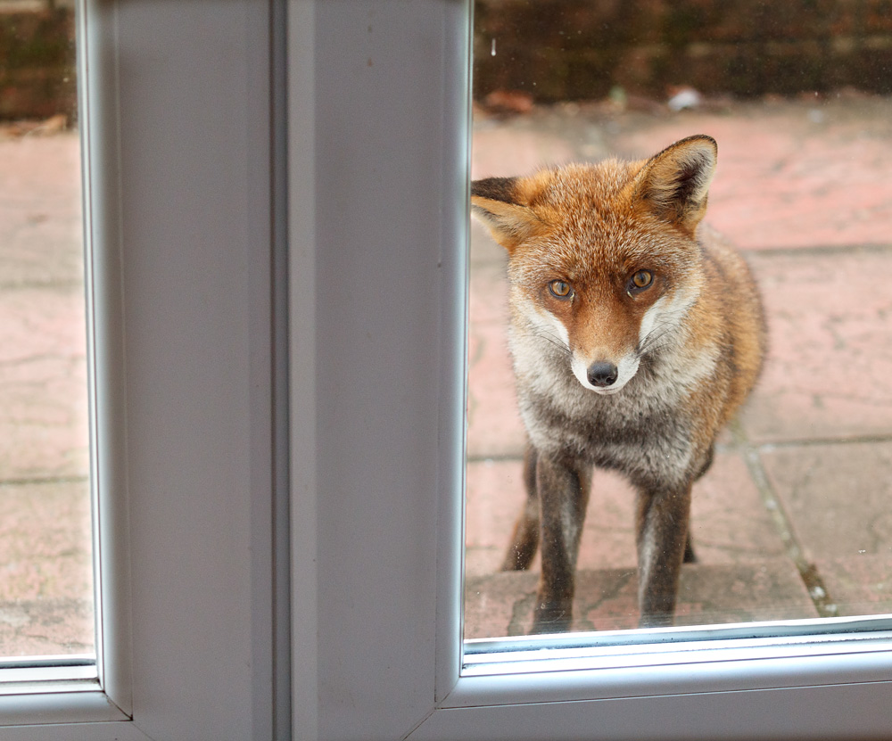 2801222801228127.jpg - Lopa by the back door