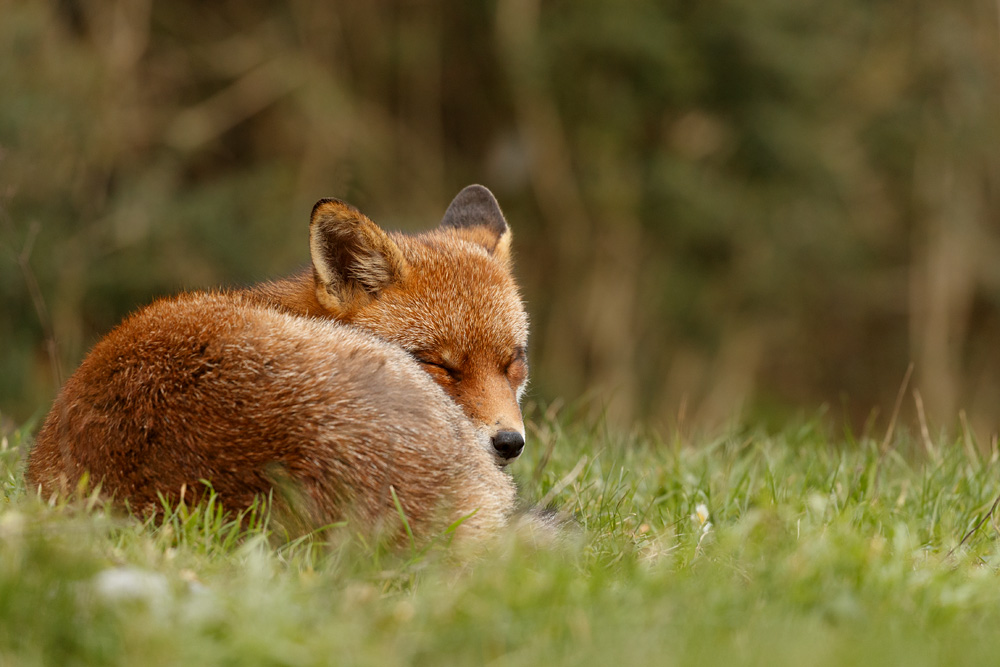 2801232801233321.jpg - Lopa sleeping
