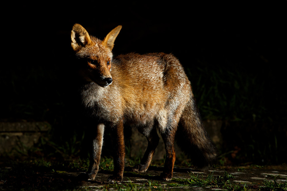 2802202702208420.jpg - Portrait of Wolfy the Vixen