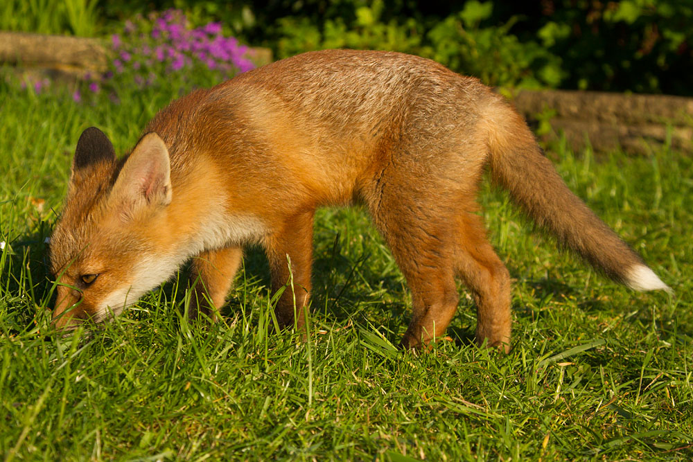 2803142505138339.jpg - Fox cub on grass