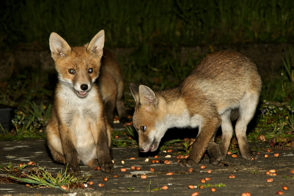 2804182604182917.jpg - Four of the fox cubs come to visit (with Pretty)