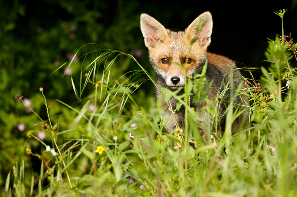 2805182805185379.jpg - 'Wolfy' fox cub relaxing on a sunny day