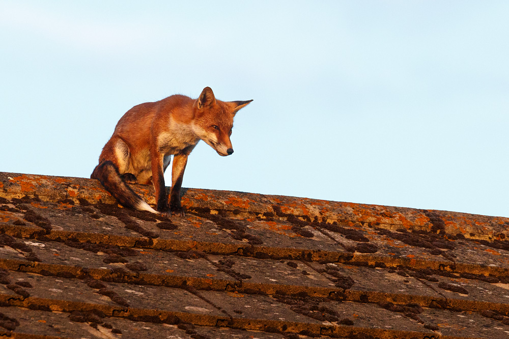 2807222807224555.jpg - Lopa on a roof