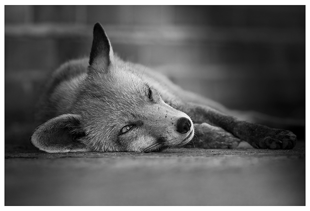 2807242307249044.jpg - Sleeping fox
