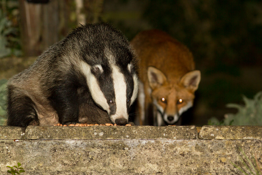 2809122709126109.jpg - Badger and fox in a suburban garden in East Sussex.