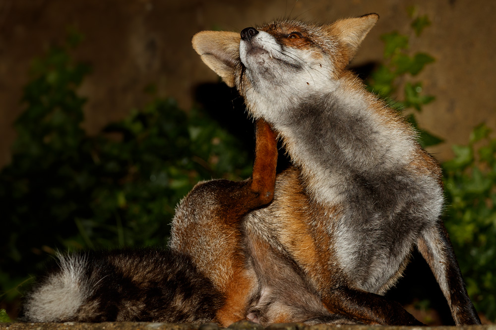 2809192809199380.jpg - Wolfy enjoying a scratch
