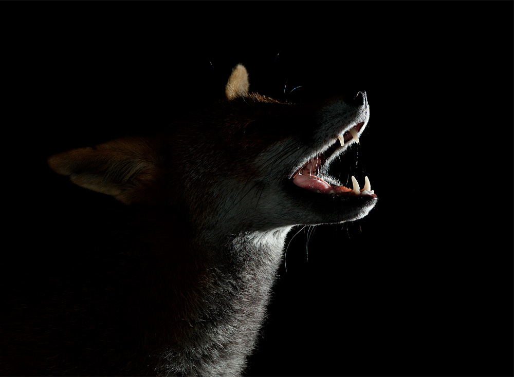2809202809207138.jpg - Portrait of Wolfy