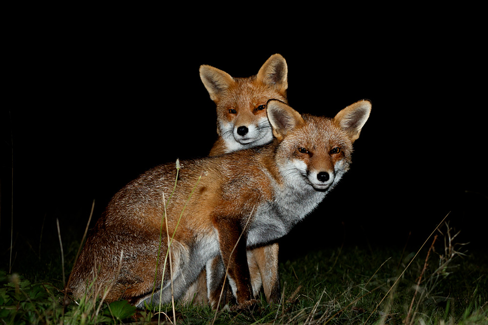 2809222809228766.jpg - Stumpy and Lopa nuzzling up