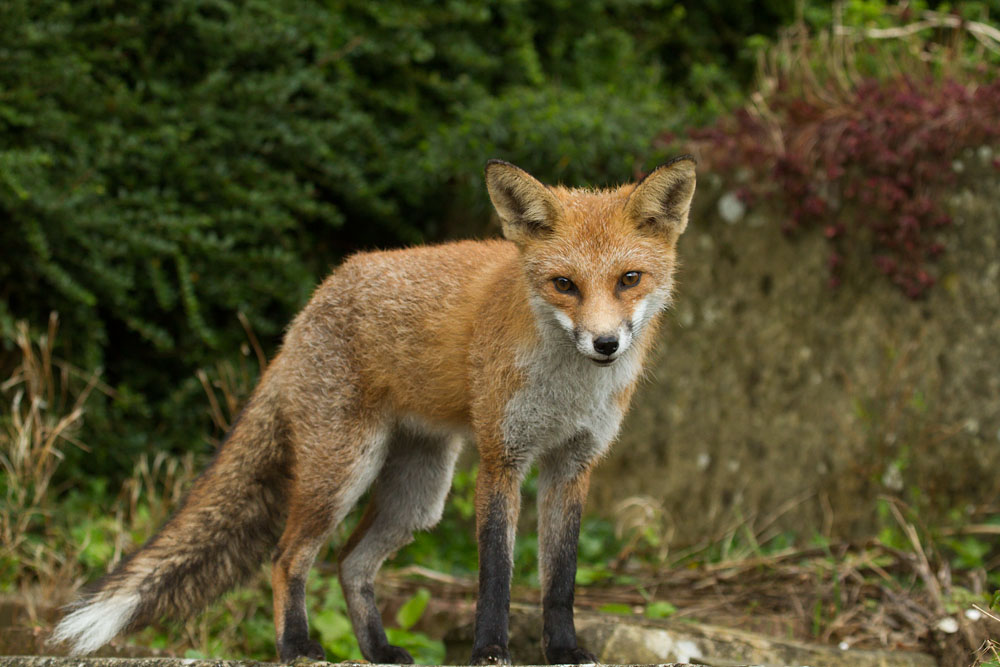 2810132710133608.jpg - Fox standing