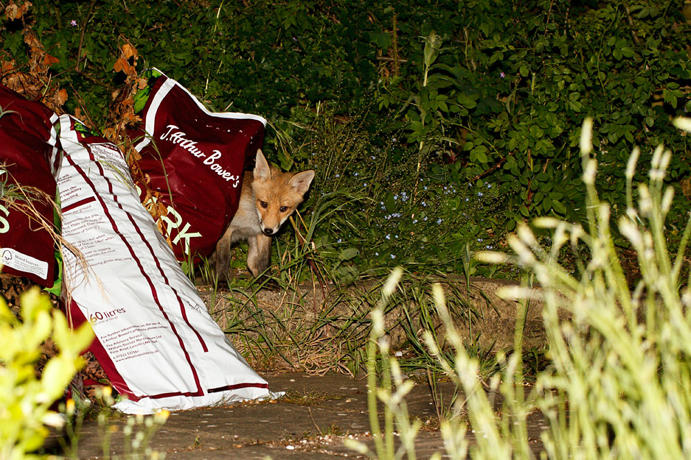 2811120806121875.jpg - Fox cub at about 3 months old in a suburban garden.