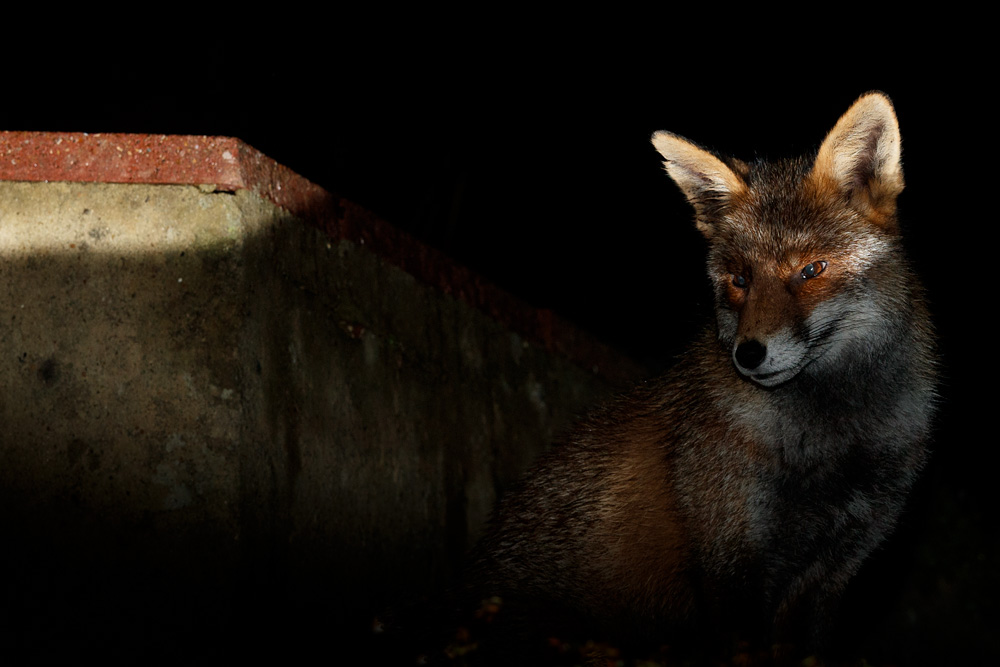 2811202711200824.jpg - Portrait of Wolfy