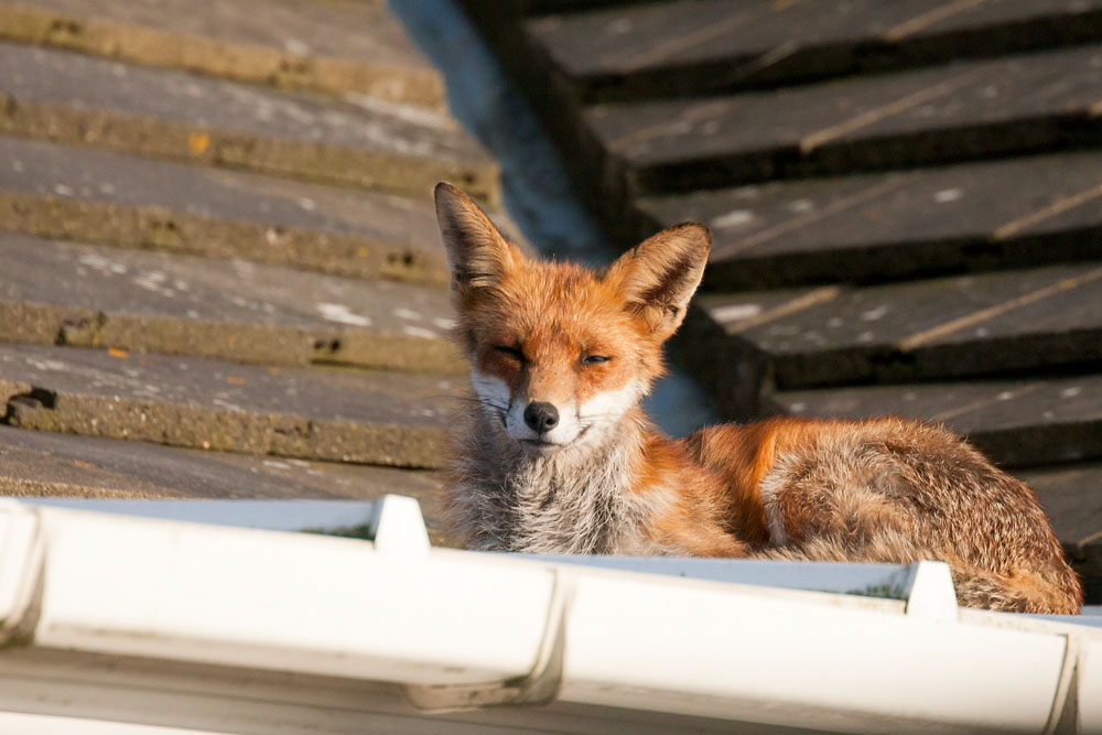 2901130804078632.jpg - Fox (Vulpes vulpes) resting on a roof by guttering.