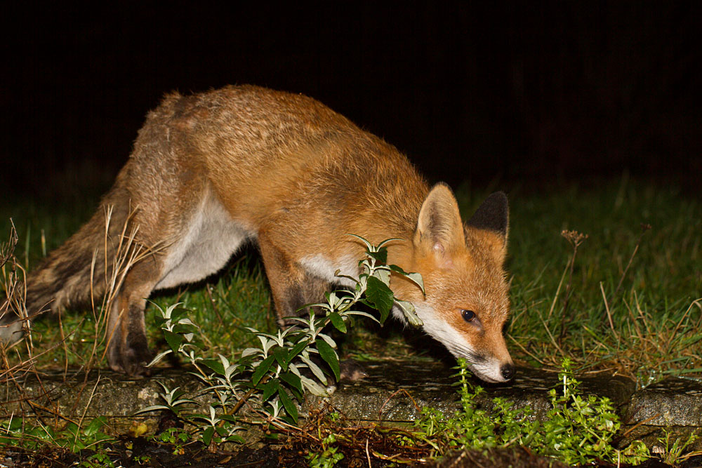 2901142801148782.jpg - Fox in garden after rain