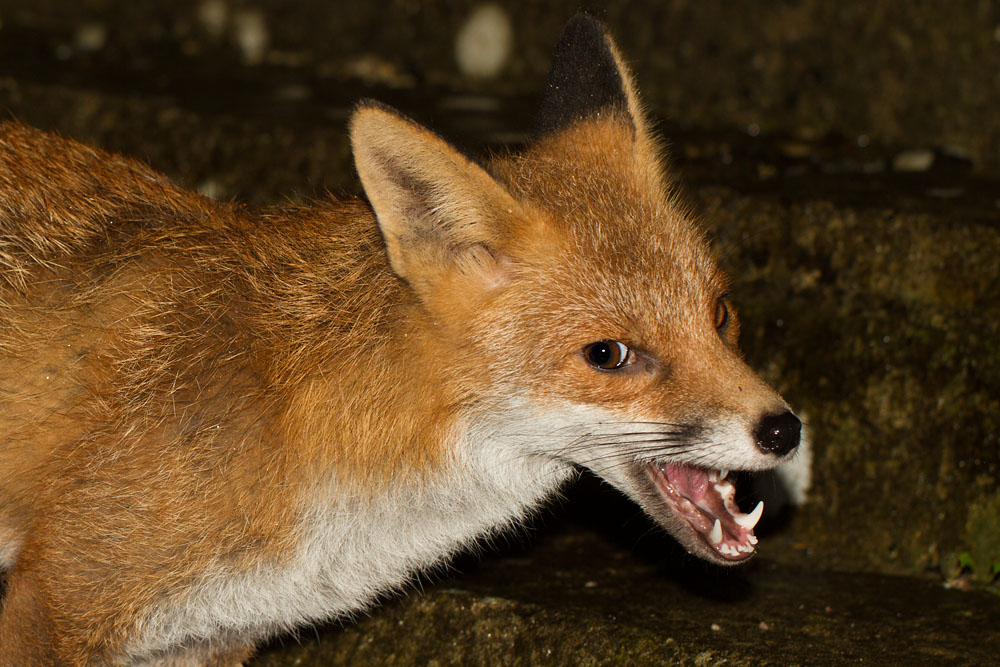2901153001148837.jpg - Laughing fox