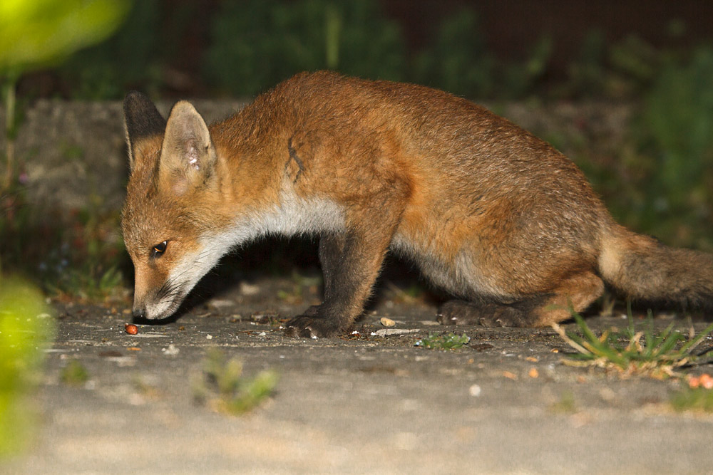 2903170506132357.jpg - Fox cub and peanut