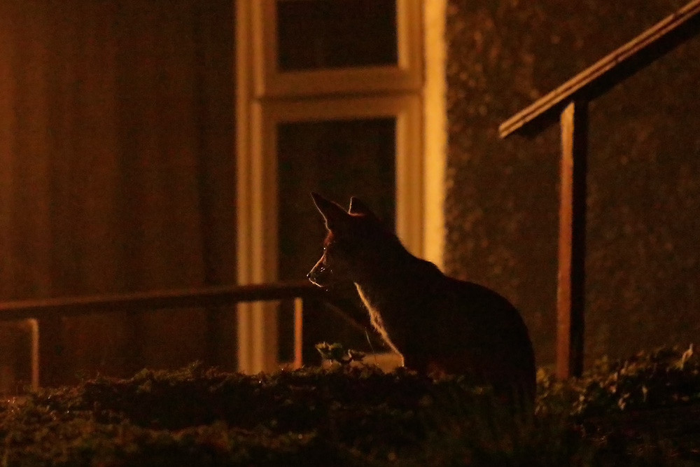 2904182804183045.jpg - Pretty Vixen watching the house