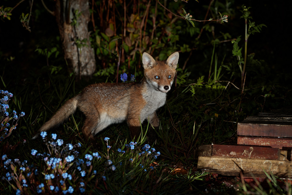 2904212704218548.jpg - Fox cub in the garden