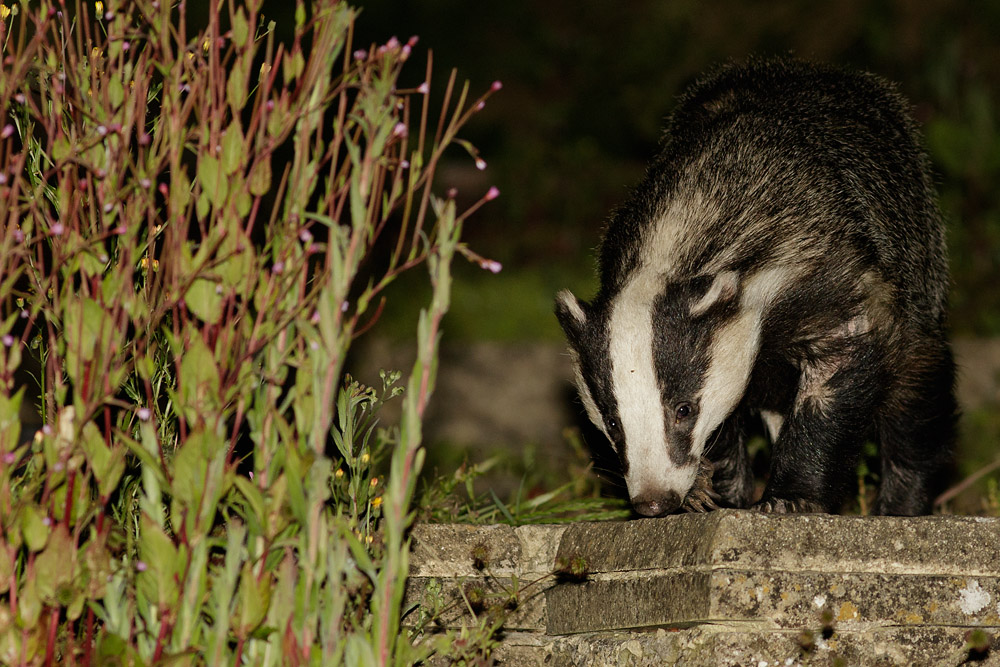 2906152806153114.jpg - Badger on patio