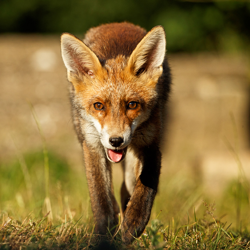 2906182706189516.jpg - Wolfie the young fox