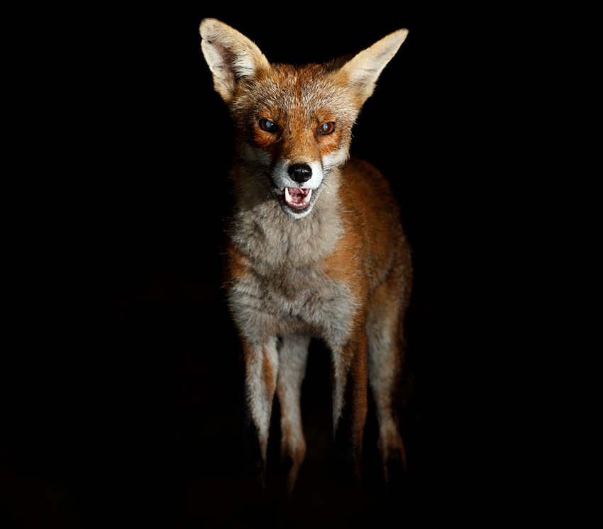 2907202707209768.jpg - Portrait of Wolfy