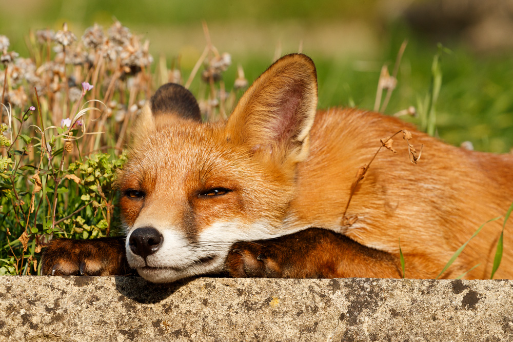 2908182808181533.jpg - Portrait of Long Nose, a young male fox