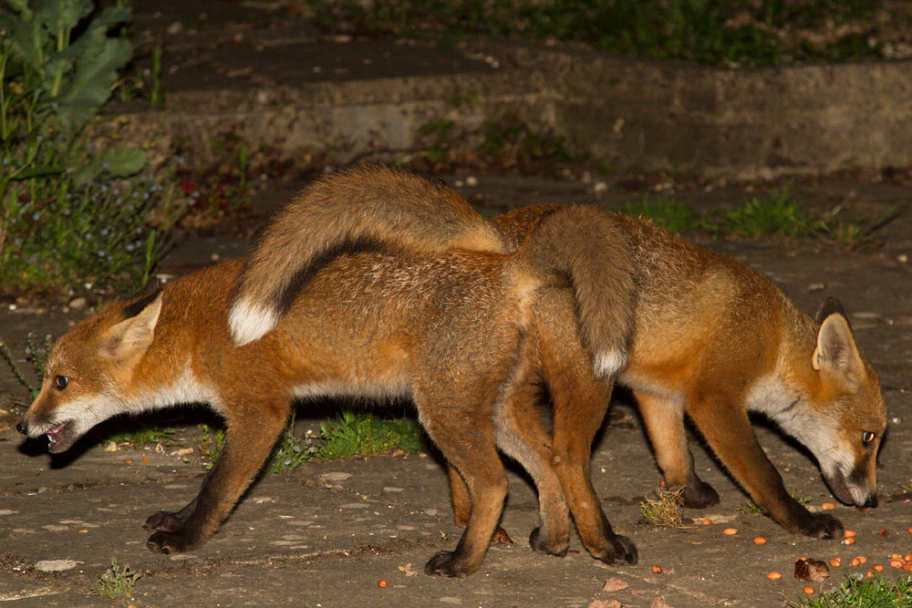 2909152706136742.jpg - Two fox cubs  not sharing!