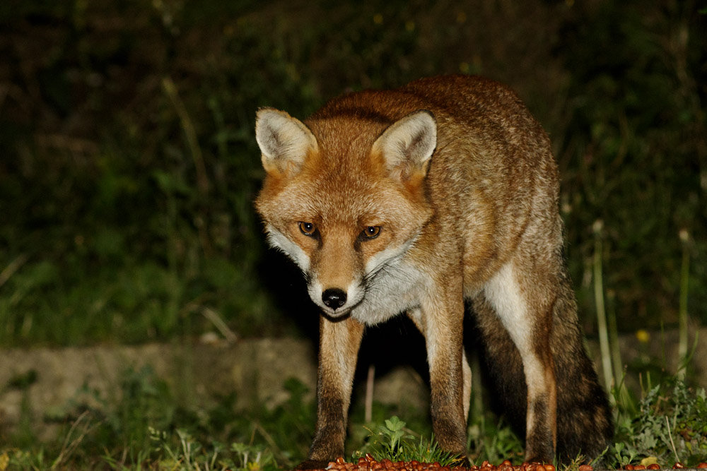 2909162809164030.jpg - Fox and peanuts