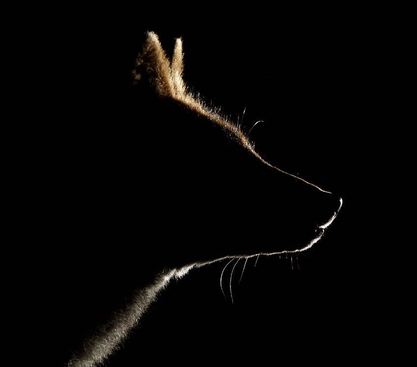 2909202909207396.jpg - Portrait of Wolfy