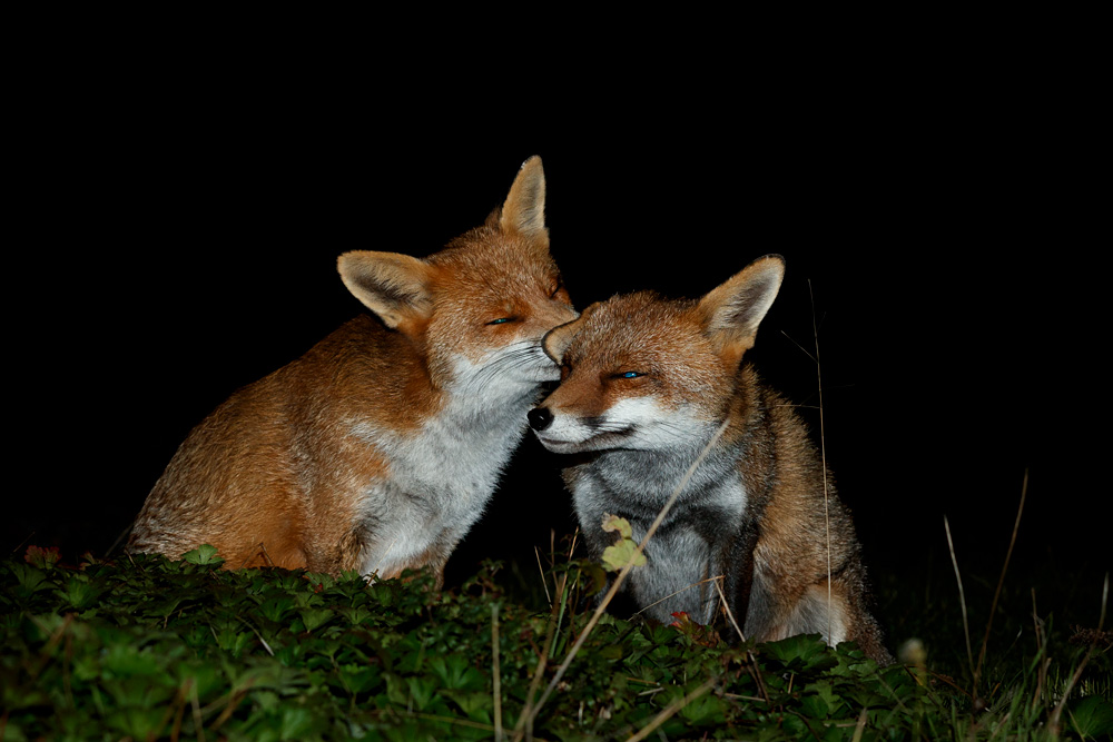 2909222809228765.jpg - Stumpy and Lopa nuzzling up