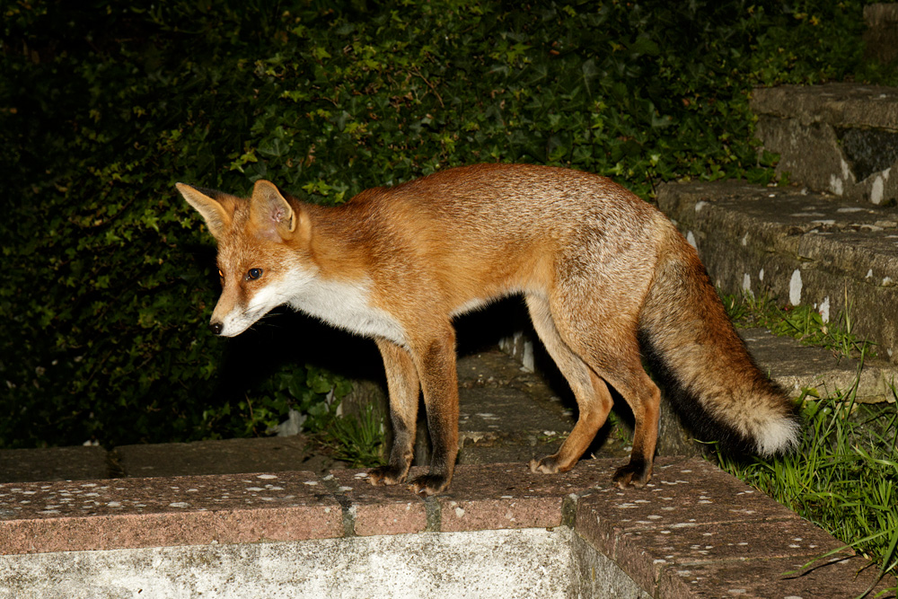 2910172710170370.jpg - Portrait of Pretty Vixen