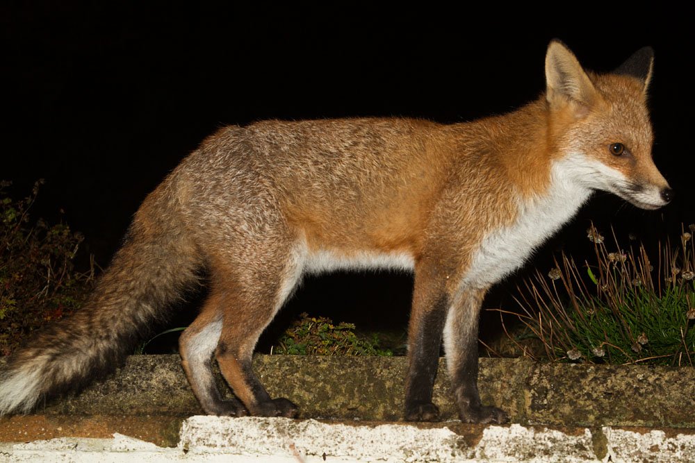 2911142811130197.jpg - Fox standing on low wall