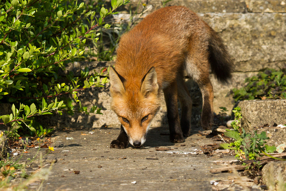 2911151107130437.jpg - Fox cub by stone wall