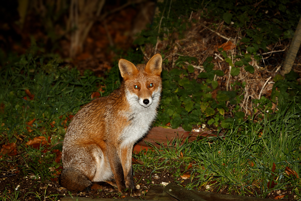 2911192911192562.jpg - Young fox (stumpy)