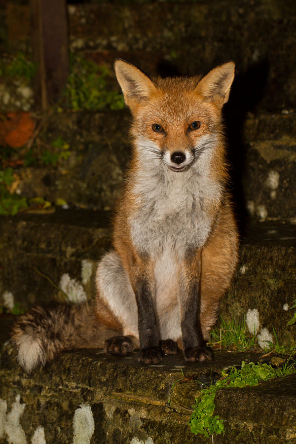 3001142801148818.jpg - Fox in garden after rain