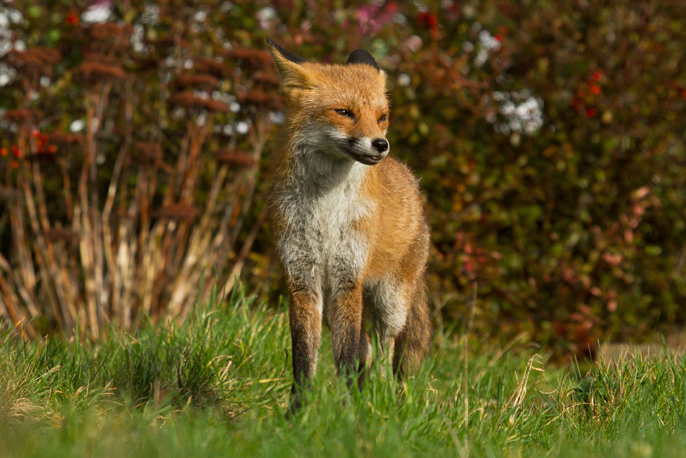 3001150202149176.jpg - Fox in sunshine