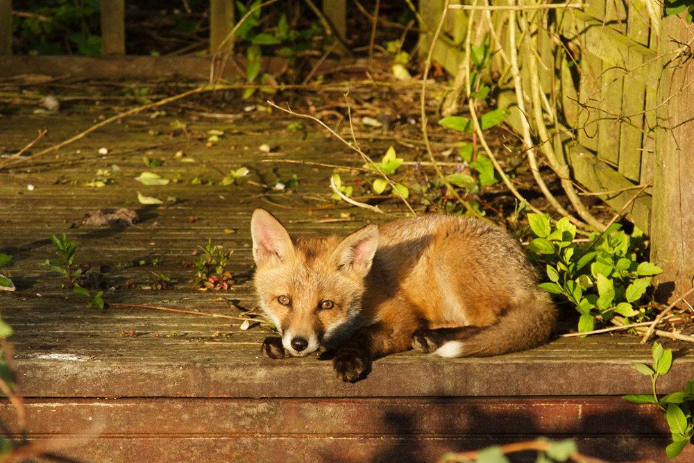 3001172505138473.jpg - Fox cub resting on the pergola