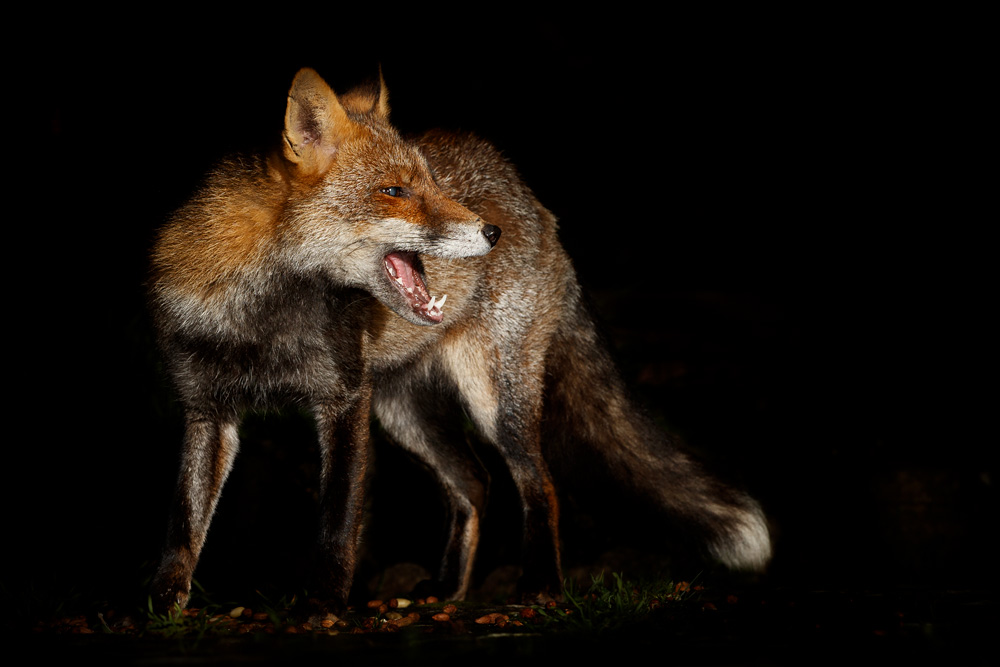 3001203001205334.jpg - Wolfy at Night