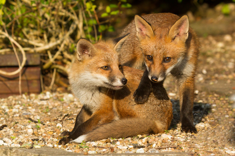 3005132705139986.jpg - Two 3-month old fox cubs playing in a suburban garden on a sunny afternoon.