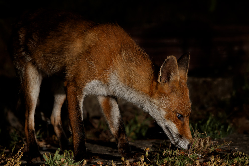 3005203005202448.jpg - Wolfy the vixen